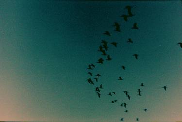 Birds over a turquoise sky thumb