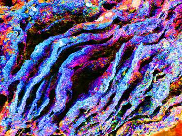 Original Expressionism Botanic Photography by Tjaša Iris