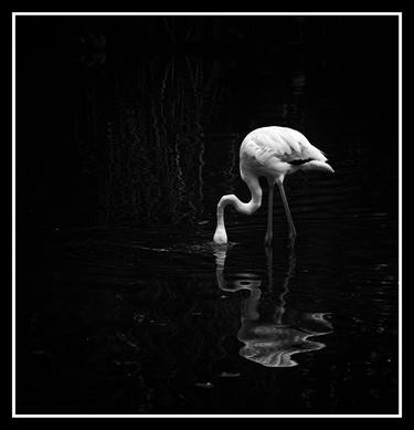 Original Black & White Nature Photography by serra mubeccel Gulturk