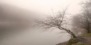 tree in fog - Limited Edition of 10 thumb