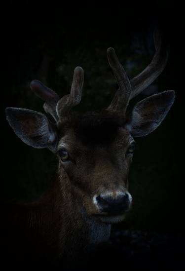 the deer - Limited Edition of 10 thumb