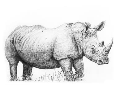 Print of Documentary Animal Drawings by David Rabie