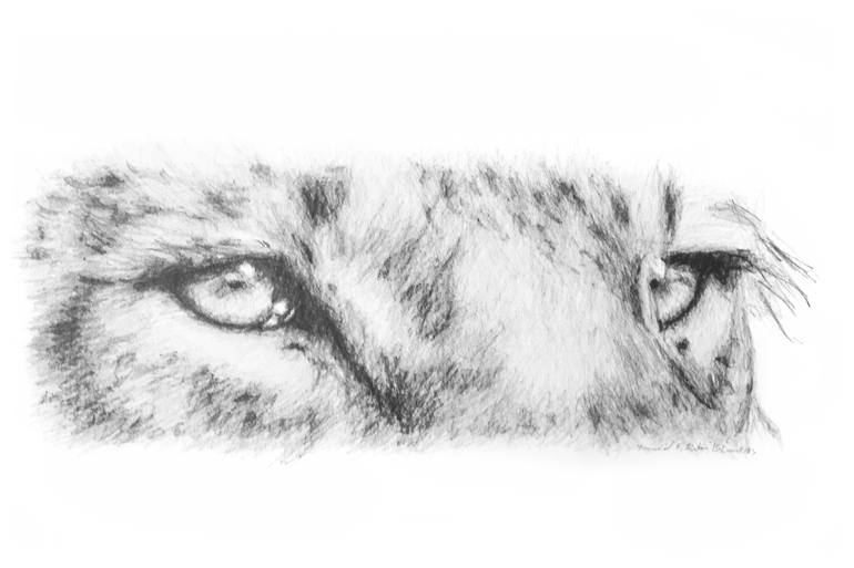 lion eye drawing