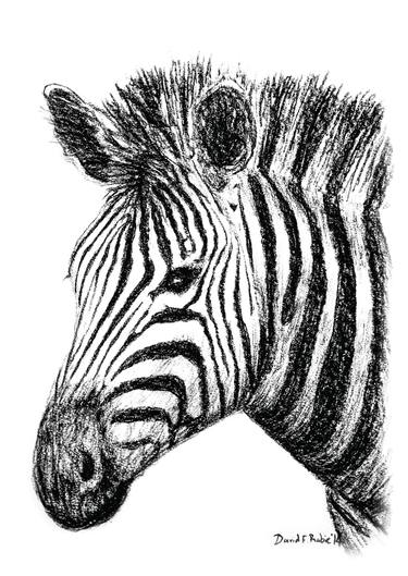 Print of Fine Art Animal Drawings by David Rabie