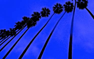 palm trees #2 of 5 thumb