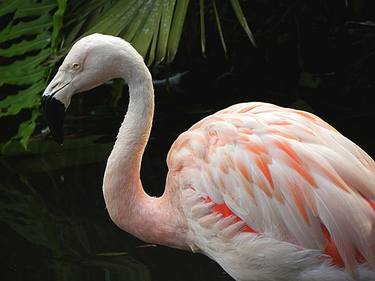 Flamingo thumb