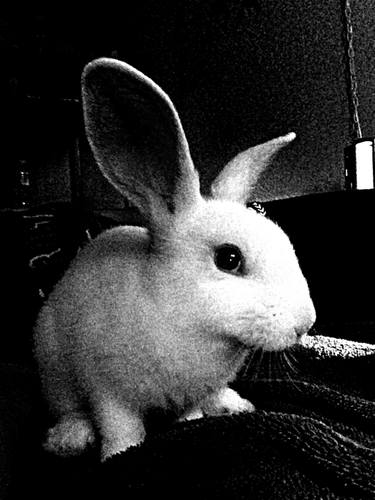 Rabbit Selfie thumb