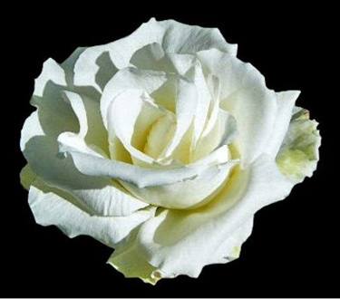 A White Rose thumb