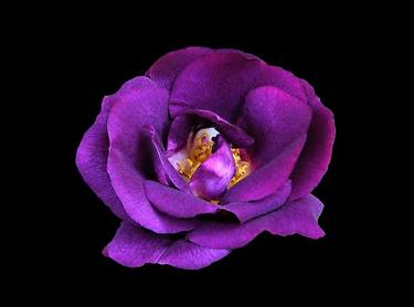 Original Classicism Floral Photography by The Ice Dragon