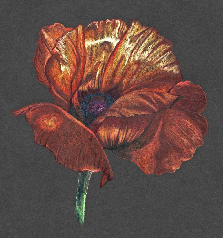 Original Floral Drawing by Charlotte A Cornish | Expressionism Art on Paper | The Red Poppy (Giclee Print 1 of 3)