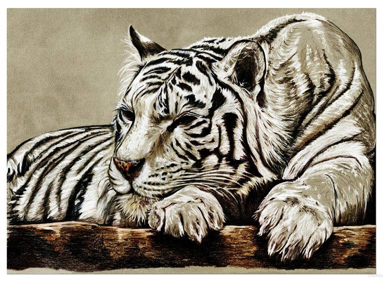 malayan tiger drawing