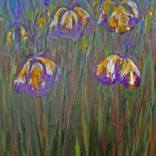 Iris 2 by Ericka Kinnear