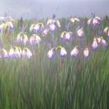 Irises in the Garden (Large) by Ericka Kinnear
