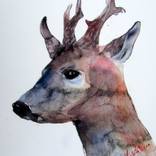 Deer by Violeta Damjanovic-Behrendt