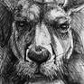 Detail A from Portrait of Kangaroo No. 50