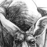 Detail B from Portrait of Kangaroo No. 50