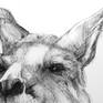 Detail C from Portrait of Kangaroo No. 47