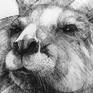 Detail A from Portrait of Kangaroo No. 47