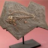 Steampunk: Fish Fossil 1 by Mahlstedt Gallery
