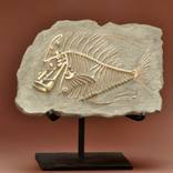 Steampunk: Fish Fossil 6 - Bob Perucci by Mahlstedt Gallery