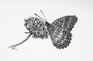 Print of original drawing Butterfly on a flower, black artistic pen on paper, point graphics thumb