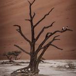 Collection Trees