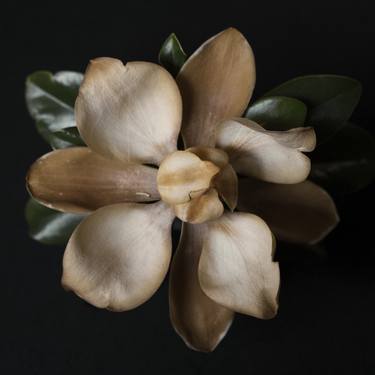 Magnolia - Limited Edition 1 of 25 thumb