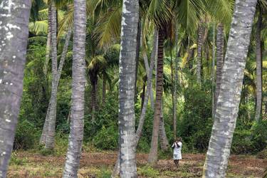 Coconut Palms thumb