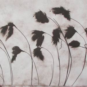 Cottongrass
