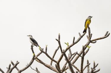 Two Birds in a Tree thumb