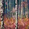 Collection Birches