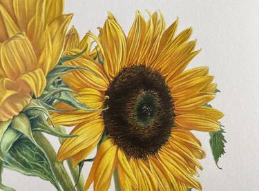 Sunflowers Drawing thumb