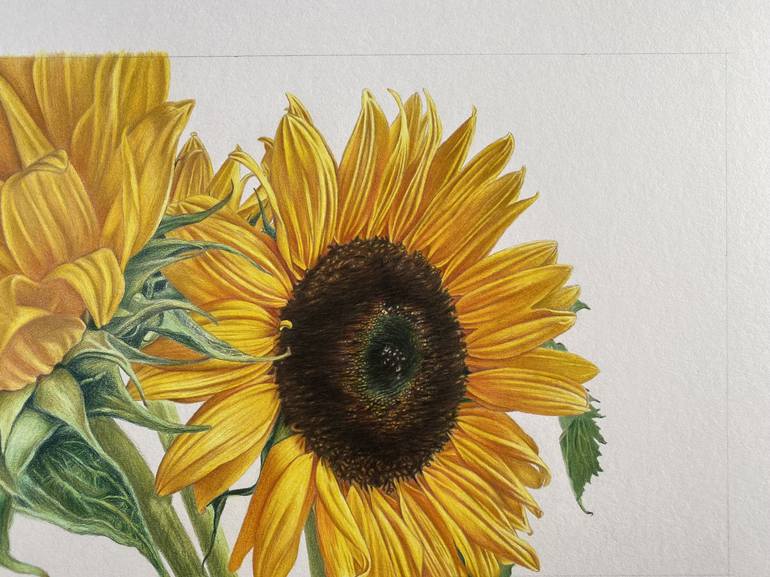 Sunflowers Drawing Drawing By Marie Noëlle Erasmus Saatchi Art