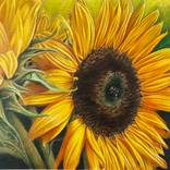 Realistic Sunflowers, Colored Pencils by Marie-Noëlle Erasmus