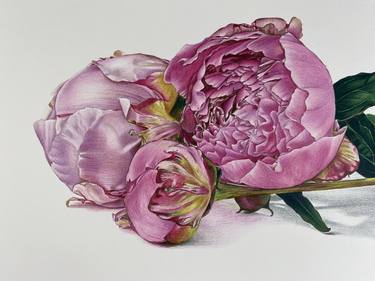 Original Fine Art Floral Drawings by Marie-Noëlle Erasmus
