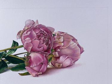 Original Photorealism Floral Drawings by Marie-Noëlle Erasmus