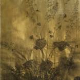 HEUCHERA. SUMMER GARDEN by ILONA SUSCHITZKY