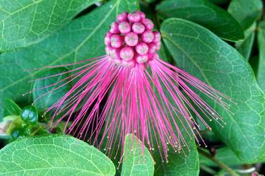 Print of Fine Art Floral Photography by Alexander Murry