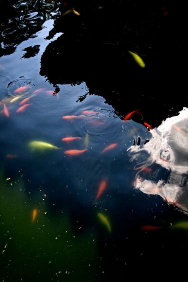 Original Conceptual Fish Photography by Alexander Murry