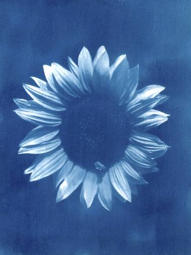 Sunflower in blue thumb