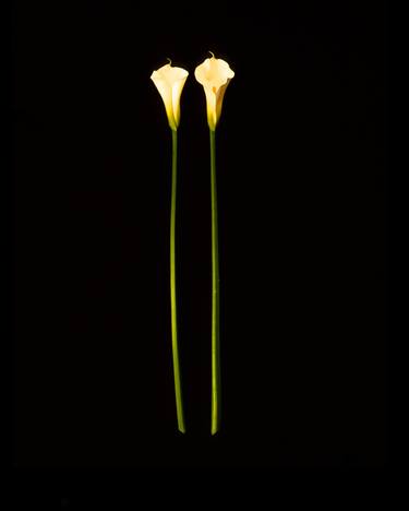 Original Floral Photography by Michael Thomas