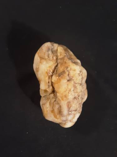 Pleistocene Ibis ,Higher Being and Jaguar thumb