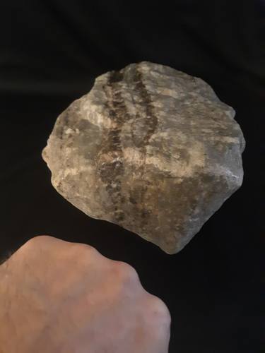 Pleistocene King's Fist thumb