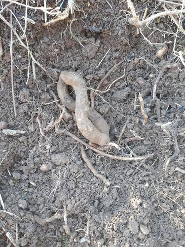 Pleistocene Meteorite Serpents thumb