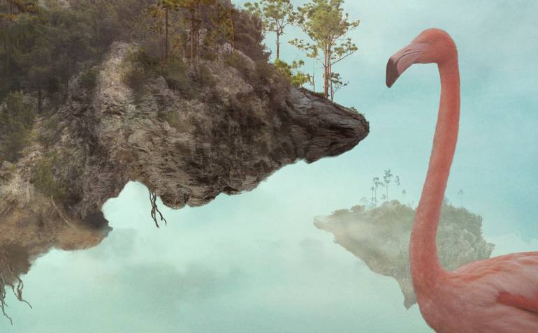 Original Illustration Animal Photography by Nikolina Petolas