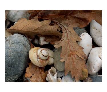 Shells and Oak Leaves thumb