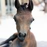 Faith - bronze foal sculpture