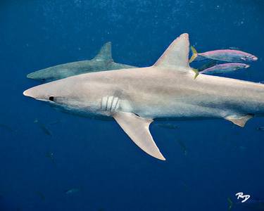 Galapagos Sharks, N. Shore, Oahu Hawaii thumb