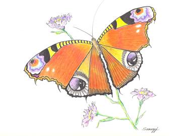Print of Nature Drawings by Jayne Somogy