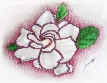 Original Floral Drawings by Jayne Somogy